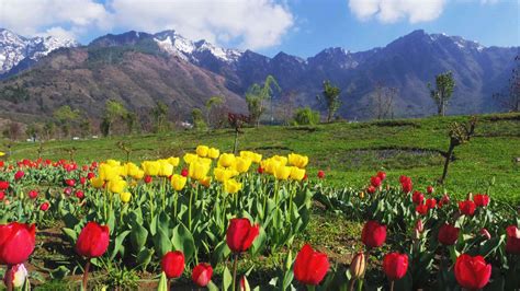 Kashmir Tulip Festival 2024 - Date, History, Ticket Price, Major ...