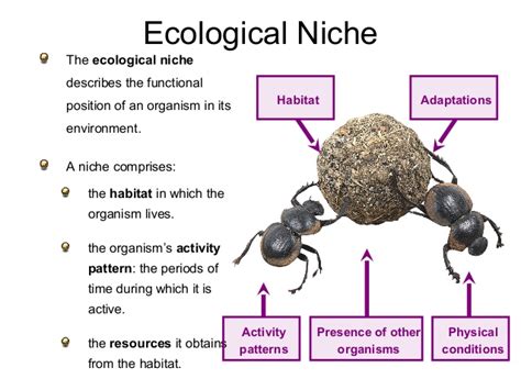 Ecological Concept: Niche