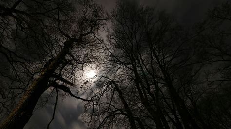 HD wallpaper: moonlight, forest, night, background, full moon, mood ...