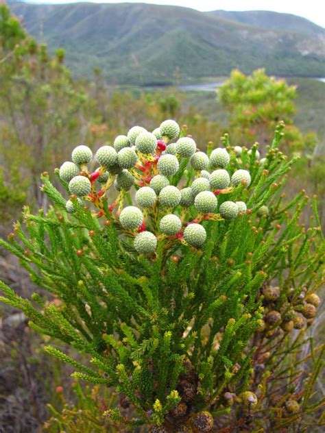 Berzelia galpinii Lush Beauty, Fynbos, Spring Wildflowers, Flower Art ...