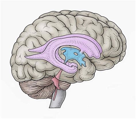 Ventricles of the Brain: Anatomy, Function, Associated Conditions