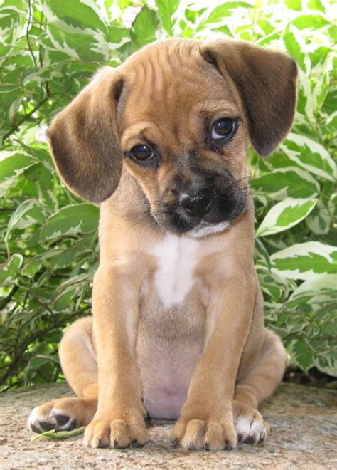 Cute Puppy Pictures - Pupfolio | DailyPuppy.com | Puggle puppies, Cute ...