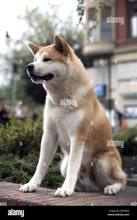 HACHIKO, HACHIKO: A DOG'S STORY , 2009 Stock Photo - Alamy