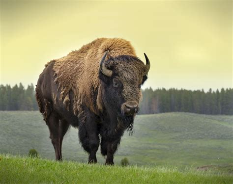 American Bison Wallpapers - Top Free American Bison Backgrounds ...