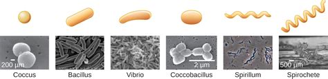 Types of Microorganisms · Microbiology