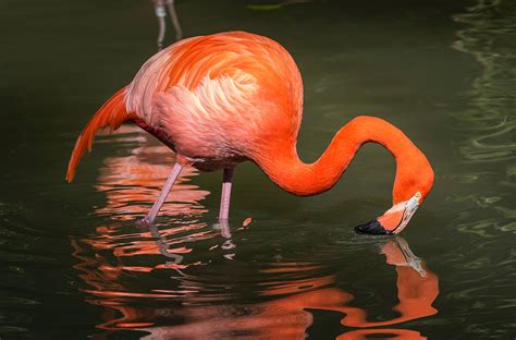 Flamingo | San Diego Zoo Animals & Plants