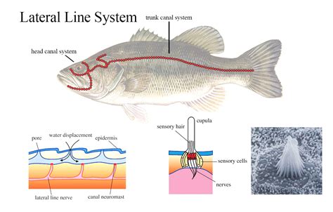 Hearing in the Underwater World – International Game Fish Association