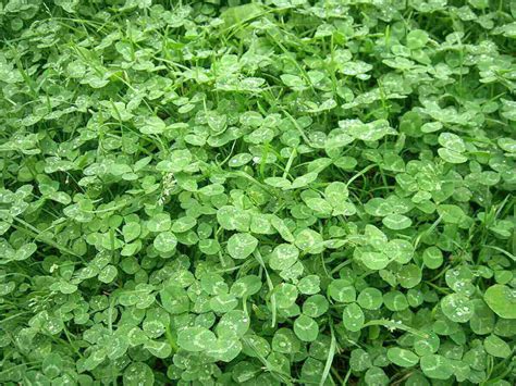 What is Microclover and Why is it Good for My Lawn?