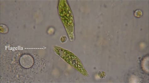 Euglena Cell Microscope