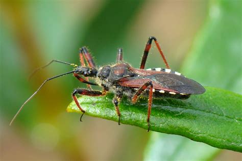 Assassin Bugs in the Garden