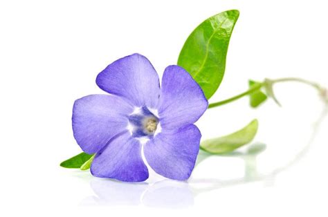 Periwinkle Flower Meaning | Periwinkle flowers, Flower meanings, Flowers