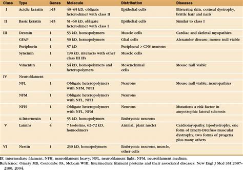 Intermediate Filaments | Basicmedical Key