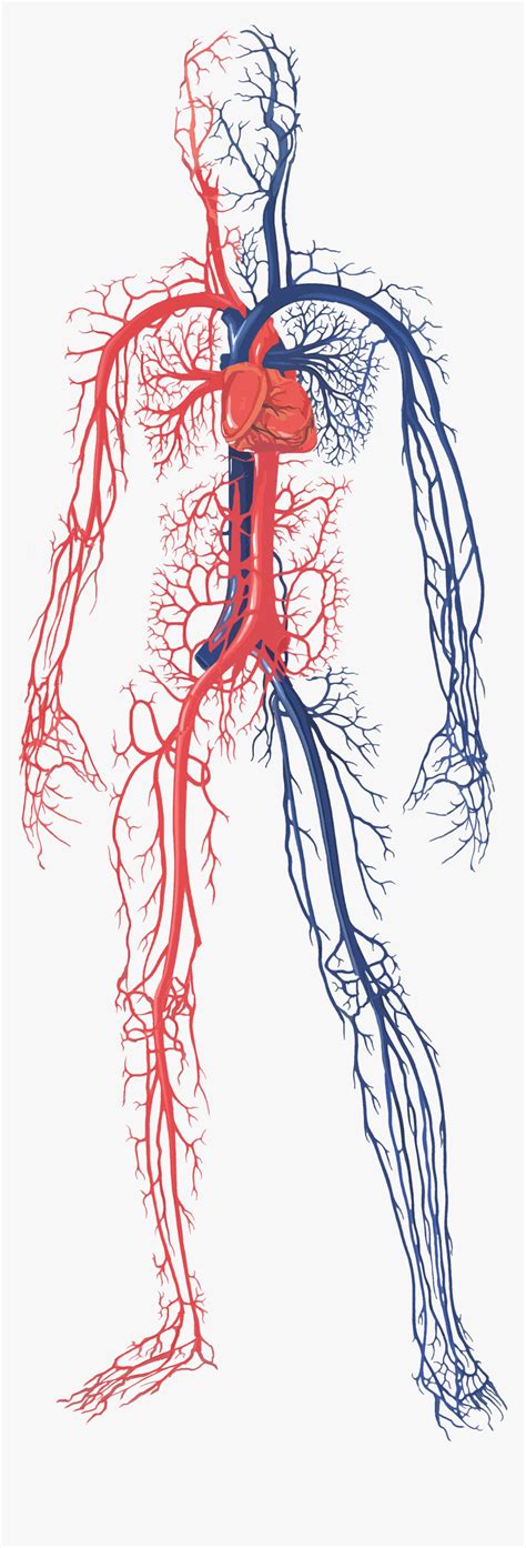 Circulatory System Human Body Blood Vessel Organ System Png Clipart ...