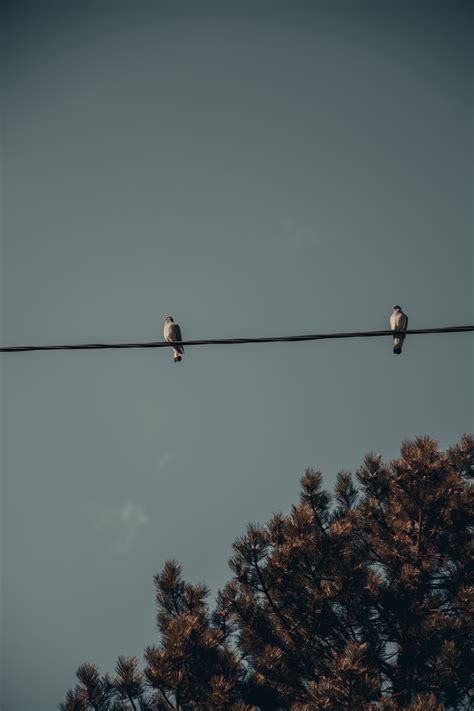 Two Birds On Wire Wallpapers - Wallpaper Cave