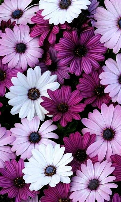 74+ Wallpaper Cute Flower Pictures - MyWeb