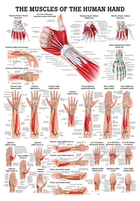 Muscles of the Hand Laminated Anatomy Chart | Muscle anatomy, Medical ...