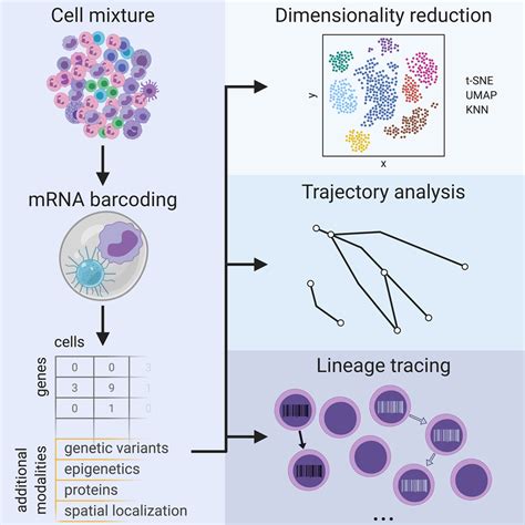 Single-Cell RNA Sequencing to Disentangle the Blood System ...