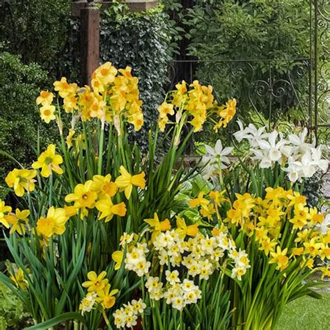 Narcissus Short Mixed 100 Bulbs size 8/10 | YouGarden