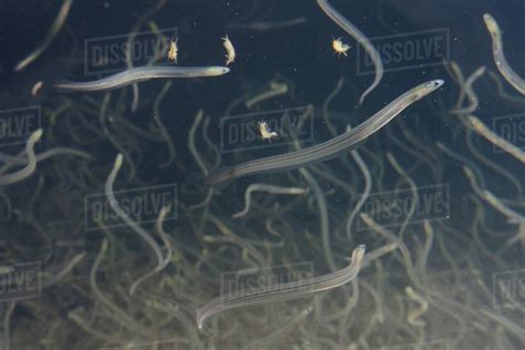 Young European eel (Anguilla anguilla) elvers, or glass eels, caught ...