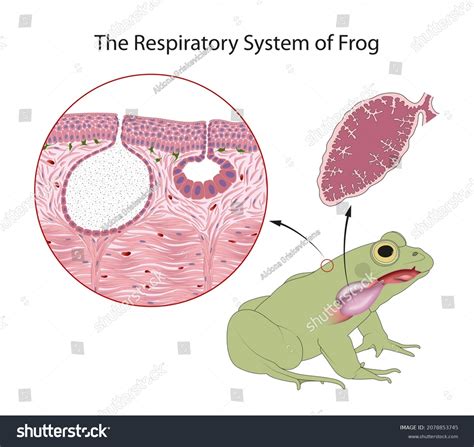 Diagrama Del Sistema Digestivo De La Rana