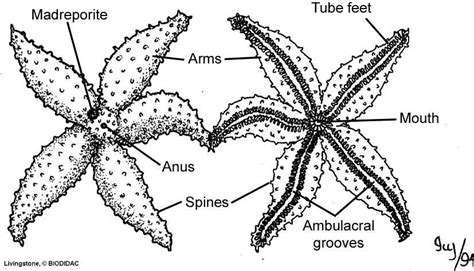 Asteroidea Diagram Diagram | Quizlet