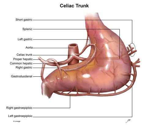 Celiac Trunk - USMLE Strike