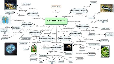 Distinctions of the Five Kingdoms: Kingdom Animalia