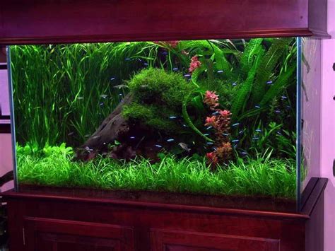 deko für aquarium stein begruenung ueppig neon fische | Fish tank, Fish ...