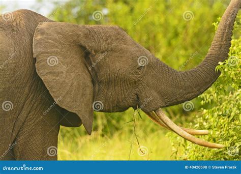 African Elephant With Large Tusks Stock Photo - Image of national ...