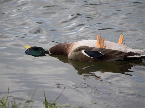 Department Looking Into Death Of Mallard Duck - Bernews