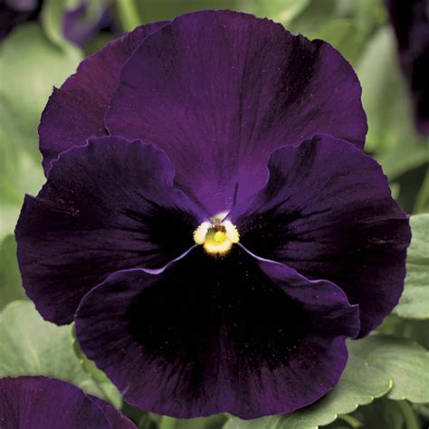 Colossus Purple with Blotch Pansy Seeds - Annual Flower Seeds