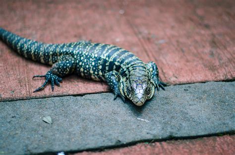 Tegu Lizard Removal - Trutech Wildlife Service