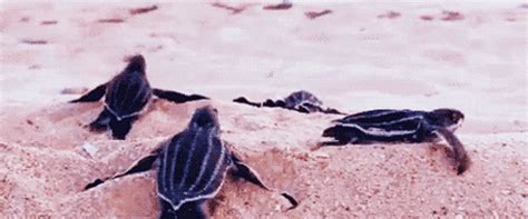 Turtles GIF - Find & Share on GIPHY