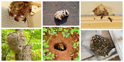 Wasp & Wasp Nest Identification - What Does a Wasp Look Like