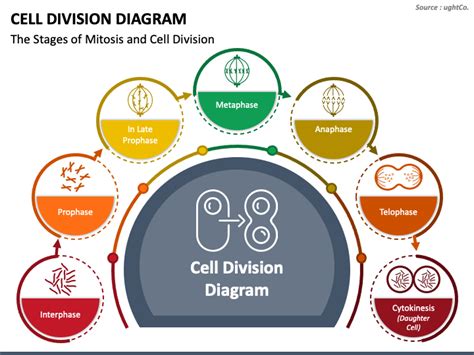 Cell Division Diagram PowerPoint and Google Slides Template - PPT Slides