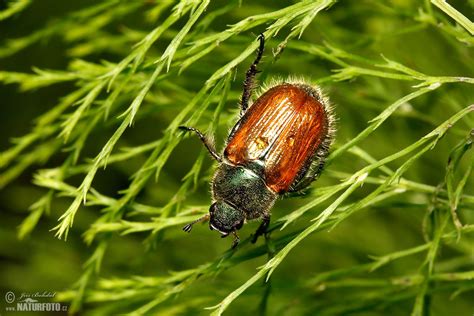 Garden Foliage Beetle Photos, Garden Foliage Beetle Images, Nature ...