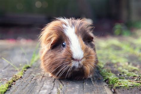 How Much Is A Pet Guinea Pig - Gegu Pet