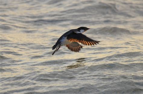 Ancient Murrelet (!), November 9 & 10, 2019 | The Montrose Birding Blog