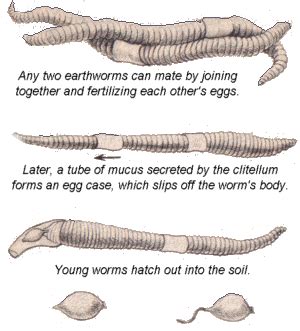 Annelida - Kingdom AnIMALIA