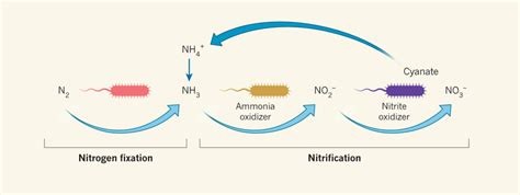 Reciprocal feeding. Nitrification is a two-step process. First, one set ...