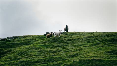 Faroe Islands Sheep Photography & Interesting facts about the sheep ...