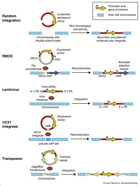 Techniques of transgene genome integration for generating stable cell ...