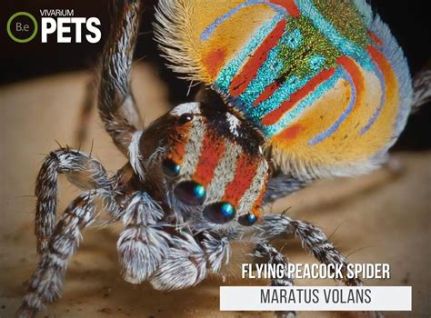 Peacock Spiders: The Ultimate Maratus Volans Care Guide!