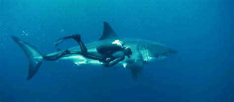 30 Incredible Shark Gifs at Best Animations