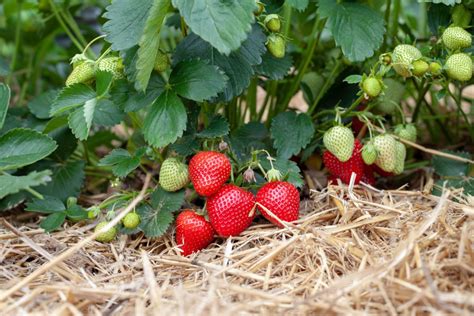 Best Tasting Everbearing Strawberry Varieties