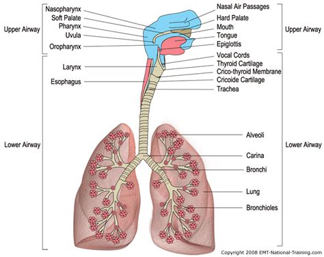 Airway 2.0 CEU