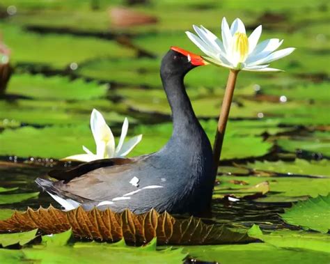 Common Moorhen - Facts, Diet, Habitat & Pictures on Animalia.bio