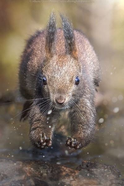 Jumping squirrel by albertoghizzipanizza - ViewBug.com