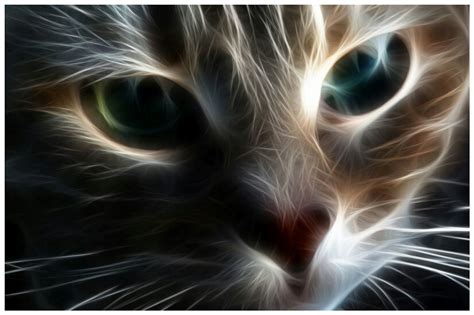 Weird Wallpaper Center: Cat Desktop Wallpaper | Full HD Cute Kitty ...