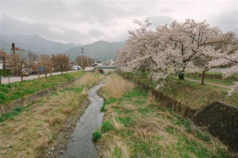 Mt Fuji and Cherry Blossom at Lake Kawaguchiko Stock Photo - Image of ...